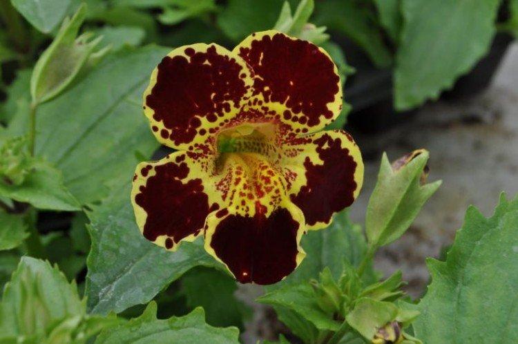 Mimulus - fotka Mimulus - fotka
