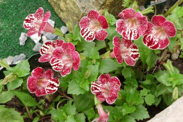 Mimulus - fotka Mimulus - fotka