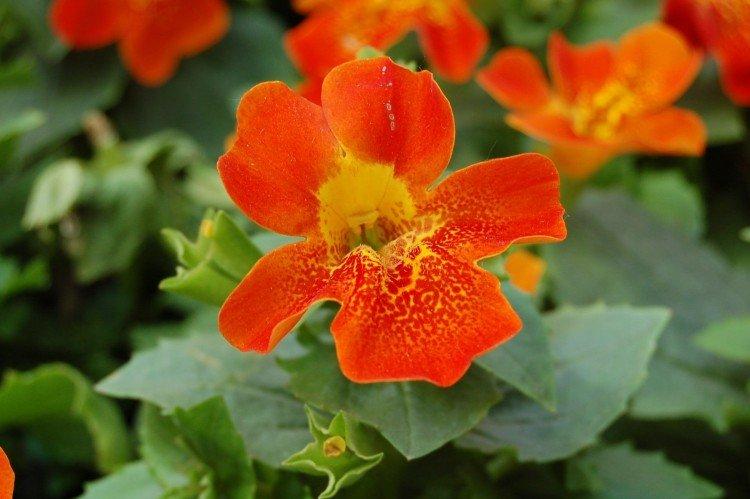 Mimulus - fotka Mimulus - fotka