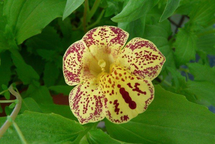 Mimulus - fotka Mimulus - fotka