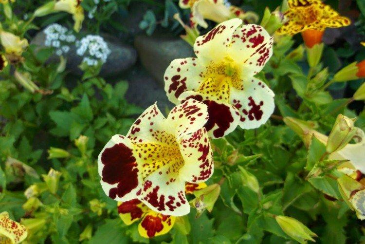 Mimulus - fotka Mimulus - fotka