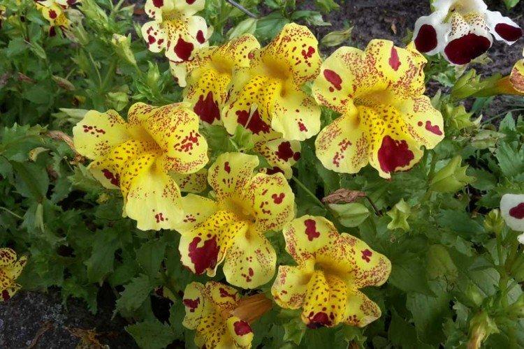 Mimulus - fotka Mimulus - fotka