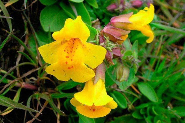 Škvrnitý mimulus Škvrnitý mimulus
