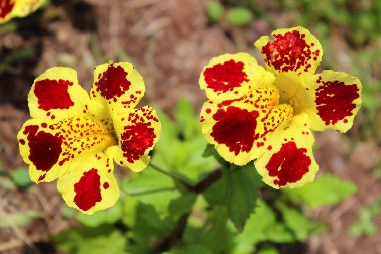 Mimulus - fotka Mimulus - fotka