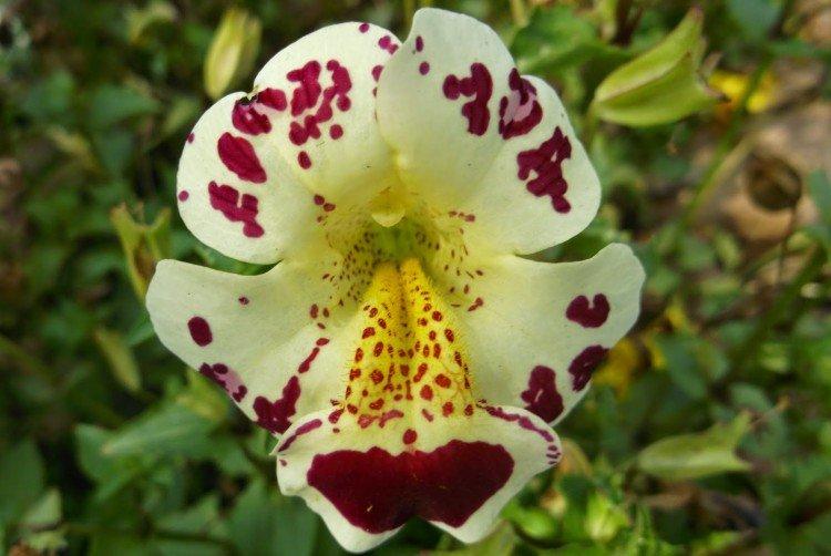 Mimulus - fotka Mimulus - fotka