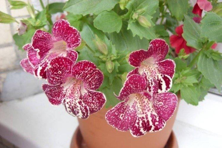 Mimulus - fotka Mimulus - fotka