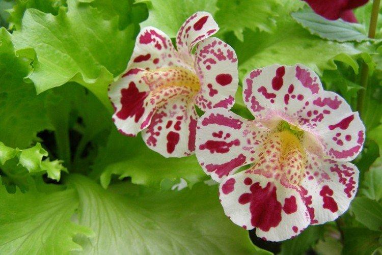 Mimulus - fotka Mimulus - fotka