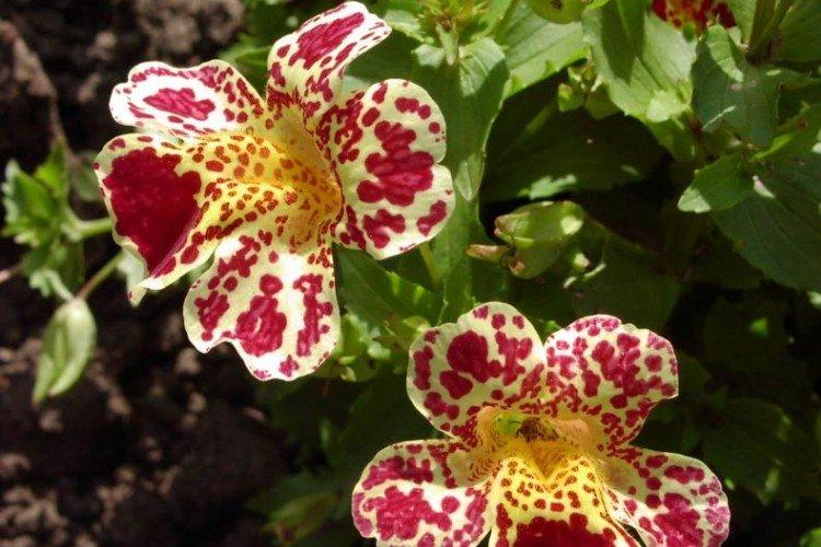 Mimulus - fotka Mimulus - fotka