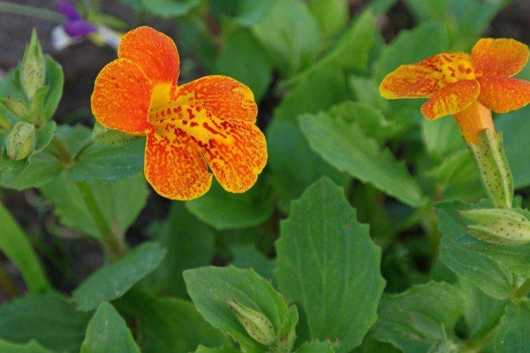 Mimulus - fotka Mimulus - fotka