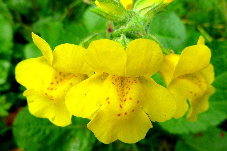 Mimulus - fotka Mimulus - fotka