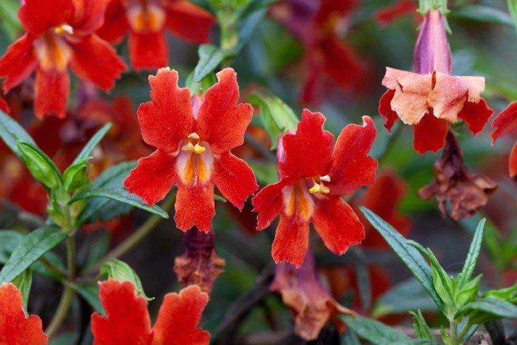 Mimulus - fotka Mimulus - fotka