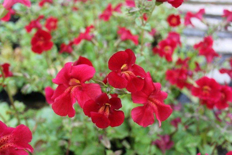 Mimulus - fotka Mimulus - fotka