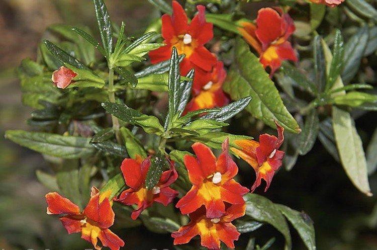 Mimulus granátového jablka Mimulus granátového jablka