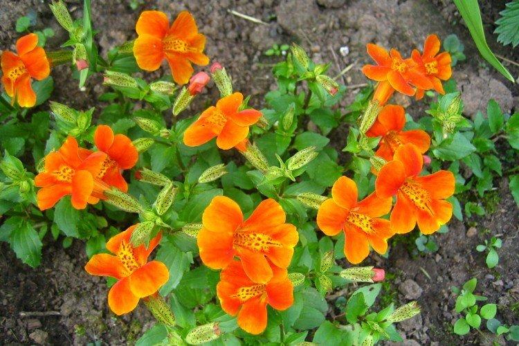 Mimulus - fotka Mimulus - fotka