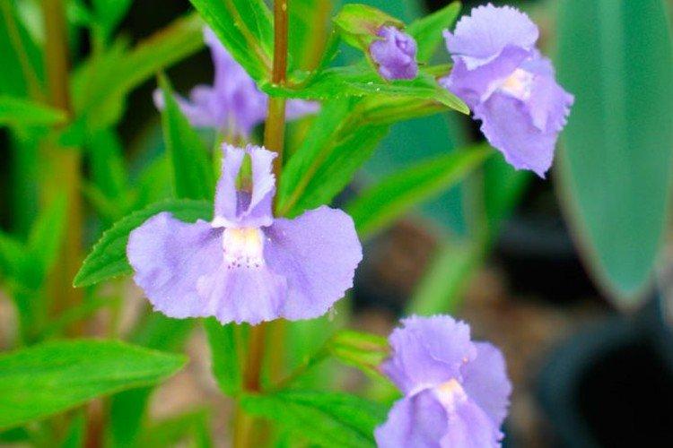 Zející mimulus Zející mimulus
