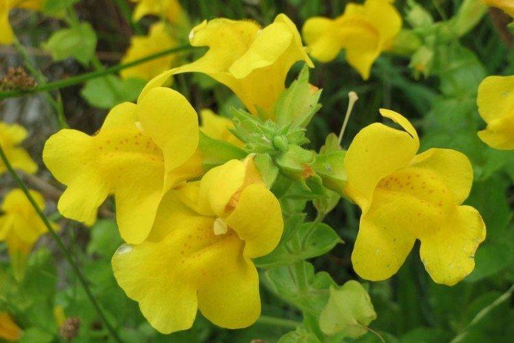 Žltý mimulus Žltý mimulus
