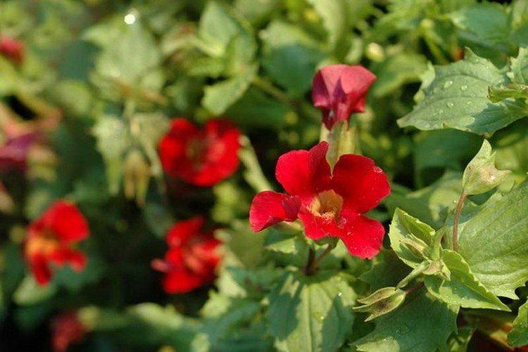 Červený mimulus Červený mimulus