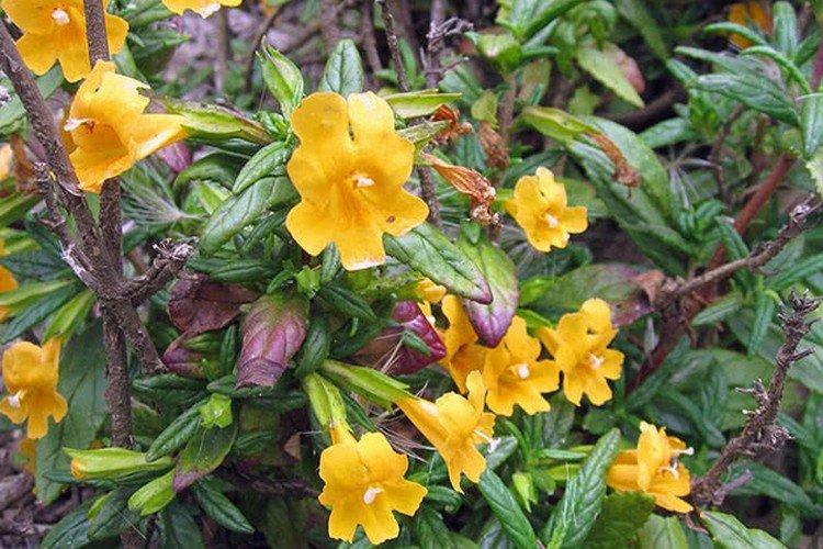 Pižmový mimulus Pižmový mimulus