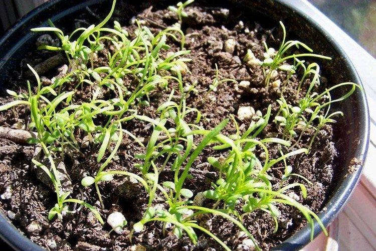 Výsadba a chov brachicomu Výsadba a chov brachicomu