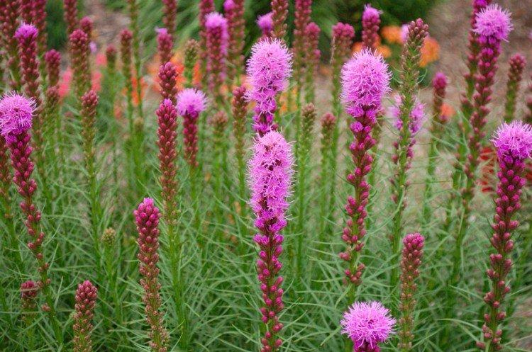 Liatris - foto Liatris - foto