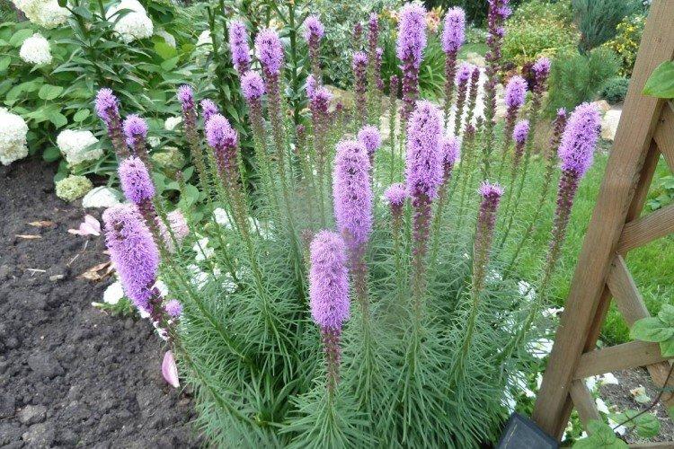 Liatris - foto Liatris - foto