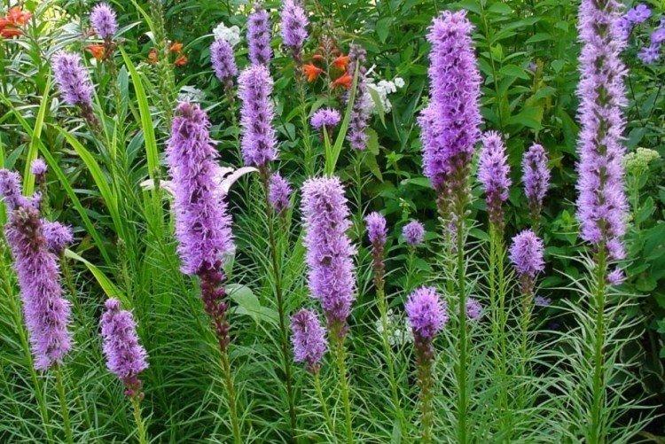 Liatris - foto Liatris - foto