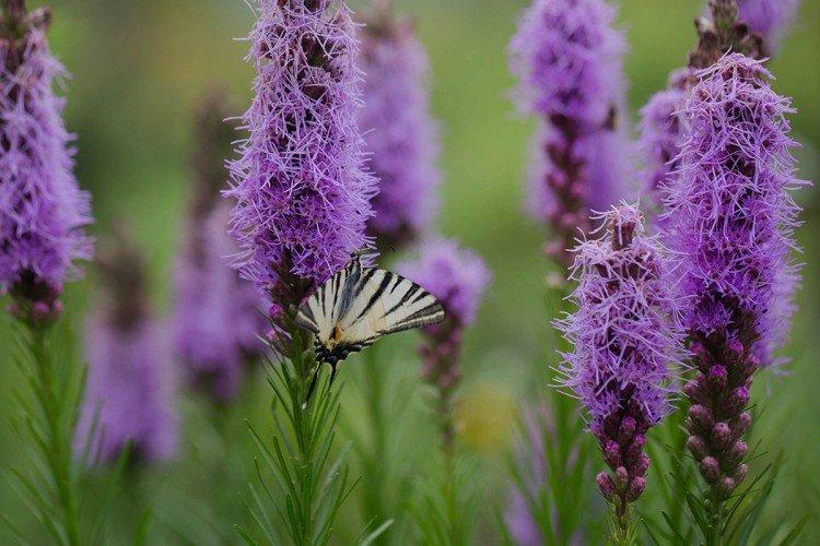 Liatris - foto Liatris - foto