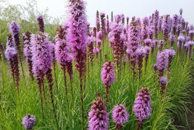 Spikelet liatris Spikelet liatris