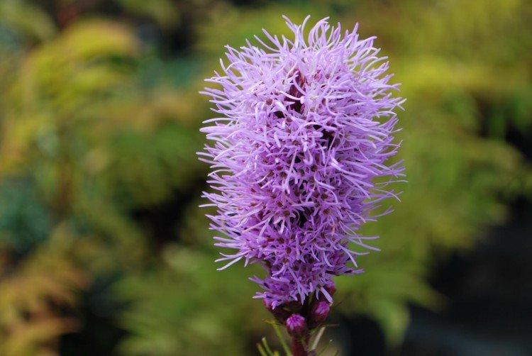 Liatris - foto Liatris - foto