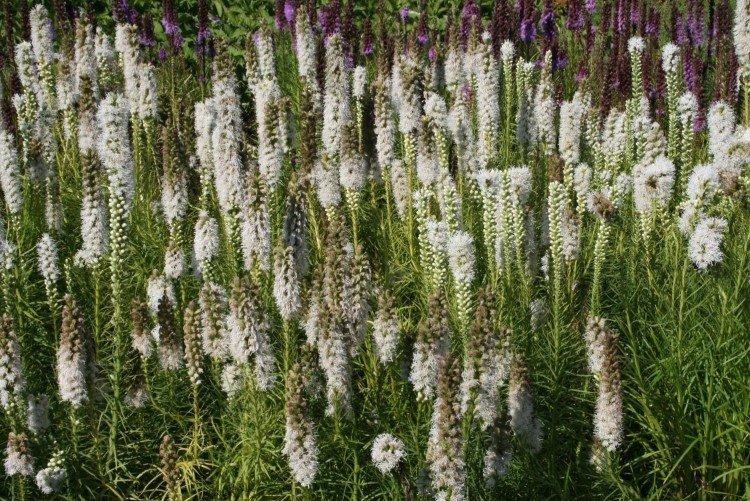 Liatris - foto Liatris - foto