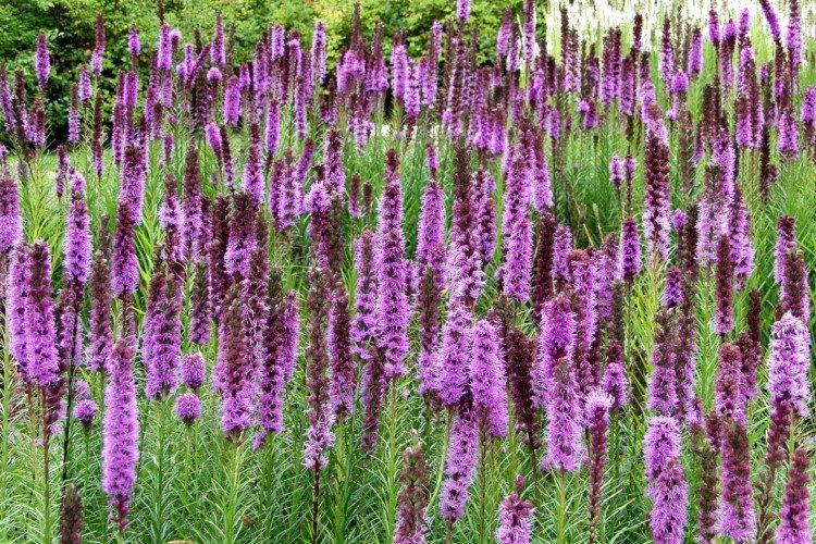 Liatris - foto Liatris - foto