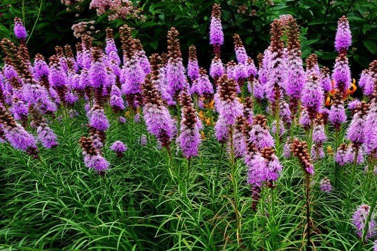 Liatris - foto Liatris - foto