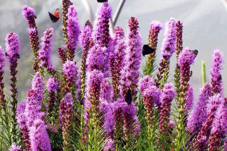 Liatris - foto Liatris - foto