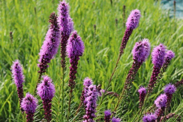 Liatris - foto Liatris - foto
