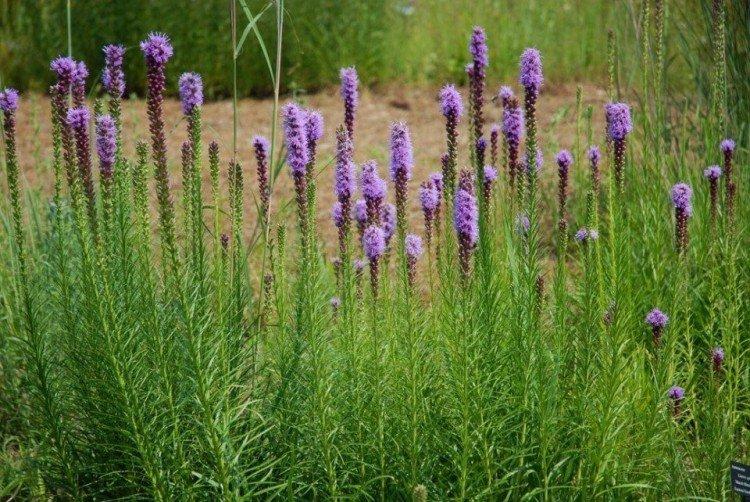 Liatris - foto Liatris - foto