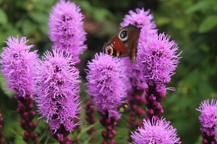 Liatris - foto Liatris - foto