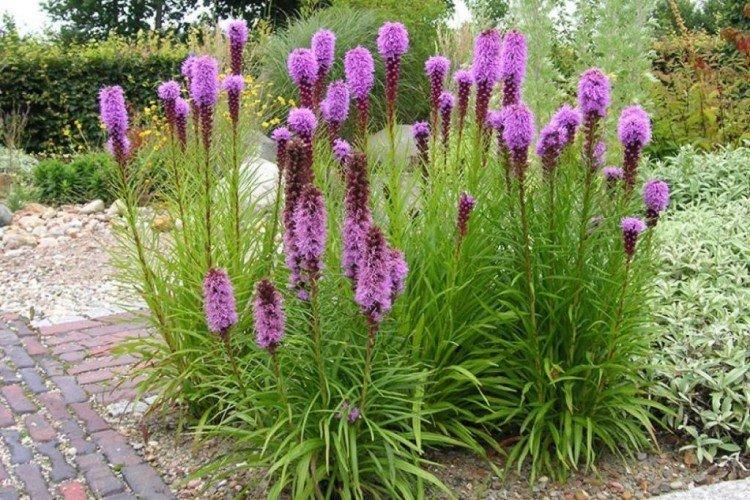 Liatris - foto Liatris - foto
