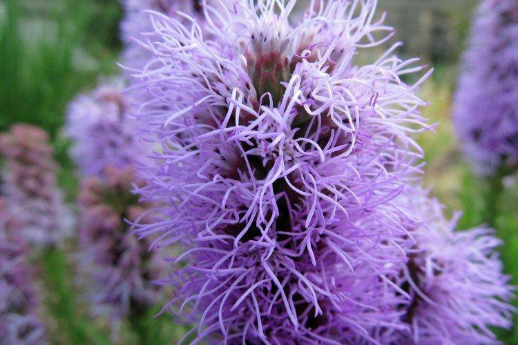 Liatris - foto Liatris - foto