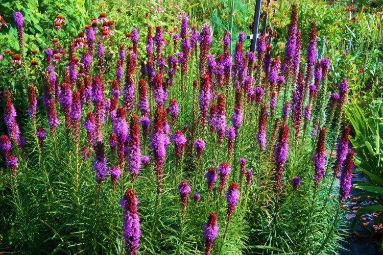 Liatris - foto Liatris - foto