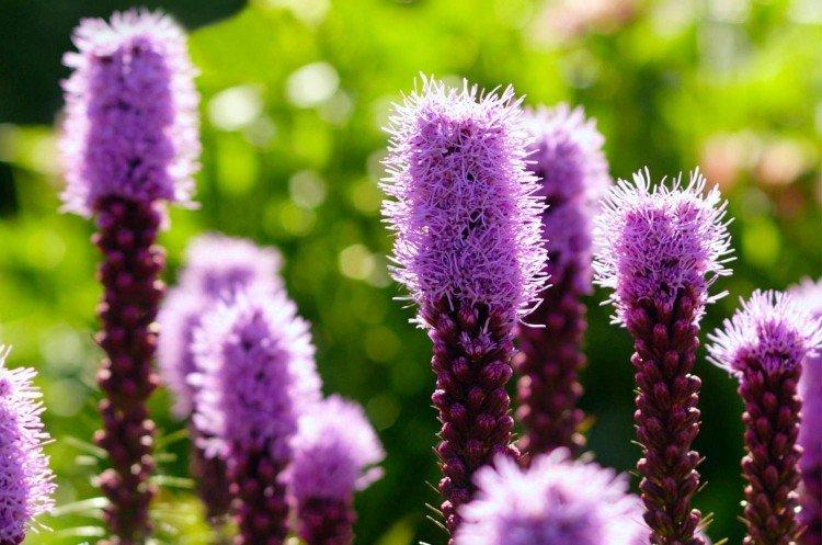 Liatris - foto Liatris - foto