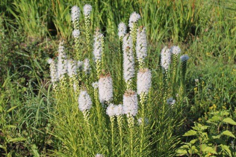 Liatris - foto Liatris - foto