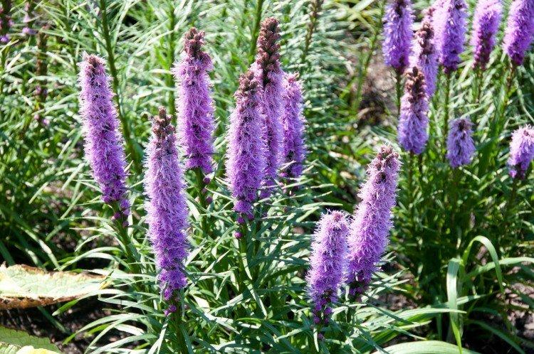 Liatris - foto Liatris - foto