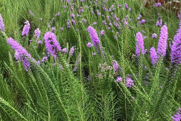 Liatris - foto Liatris - foto