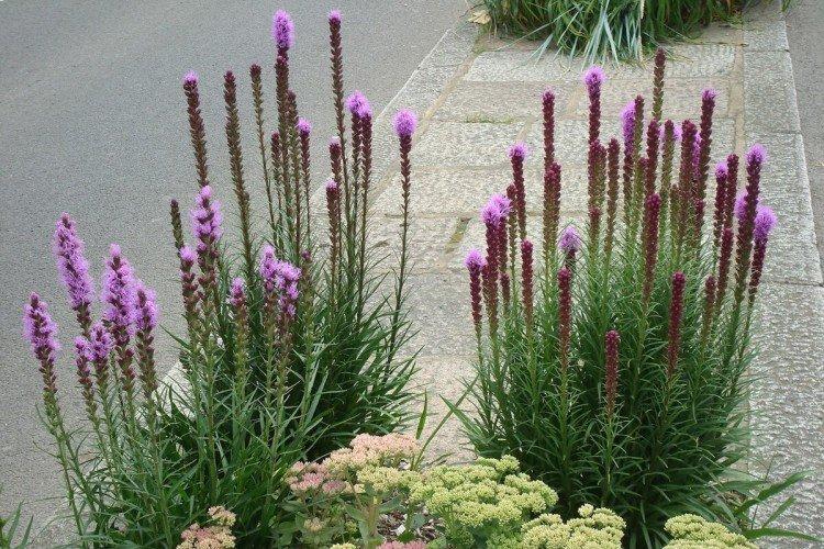 Liatris - foto Liatris - foto