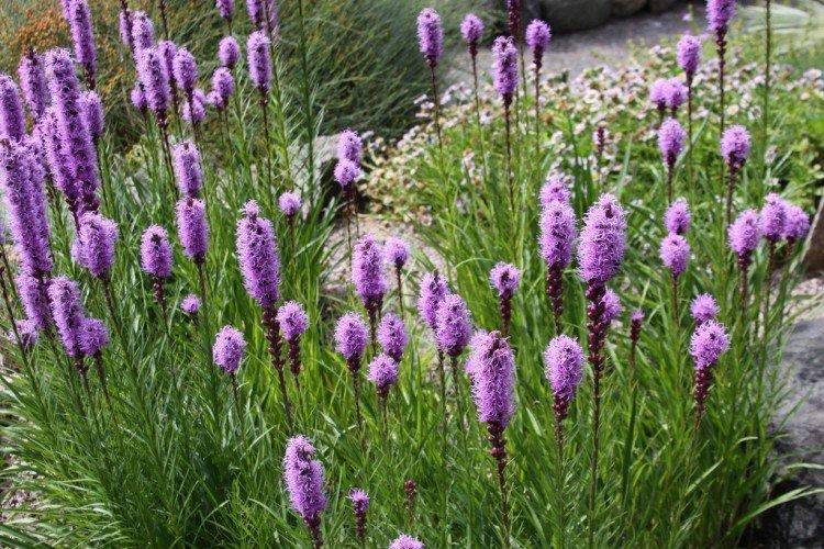 Liatris - foto Liatris - foto