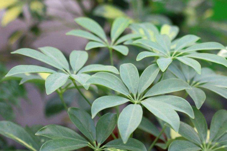Schefflera - foto Schefflera - foto