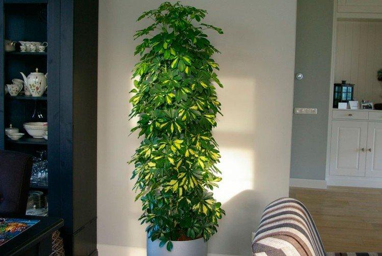 Schefflera - foto Schefflera - foto