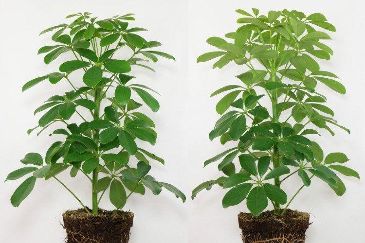 Schefflera - foto Schefflera - foto