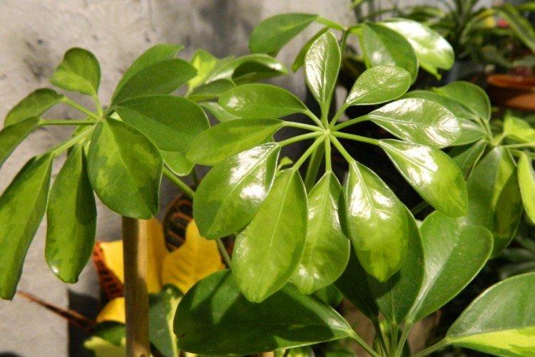 Schefflera - foto Schefflera - foto
