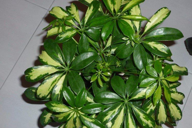Schefflera - foto Schefflera - foto